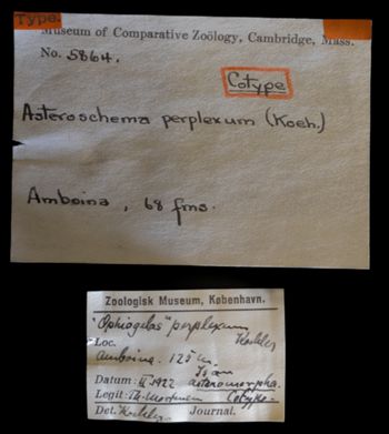 Media type: image;   Invertebrate Zoology OPH-5864 Description: Specimen labels found with lot.;  Aspect: labels